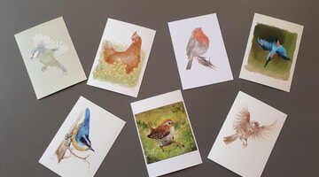 Verschiedene Vogelarten